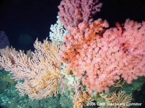 Stunning Deep-Water Coral Found In Baffin Bay