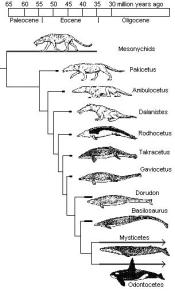 Traditionally Accepted Chart Of Whale Lineage, Leading To The Odontoceti, The Suborder That Narwhals Belong To